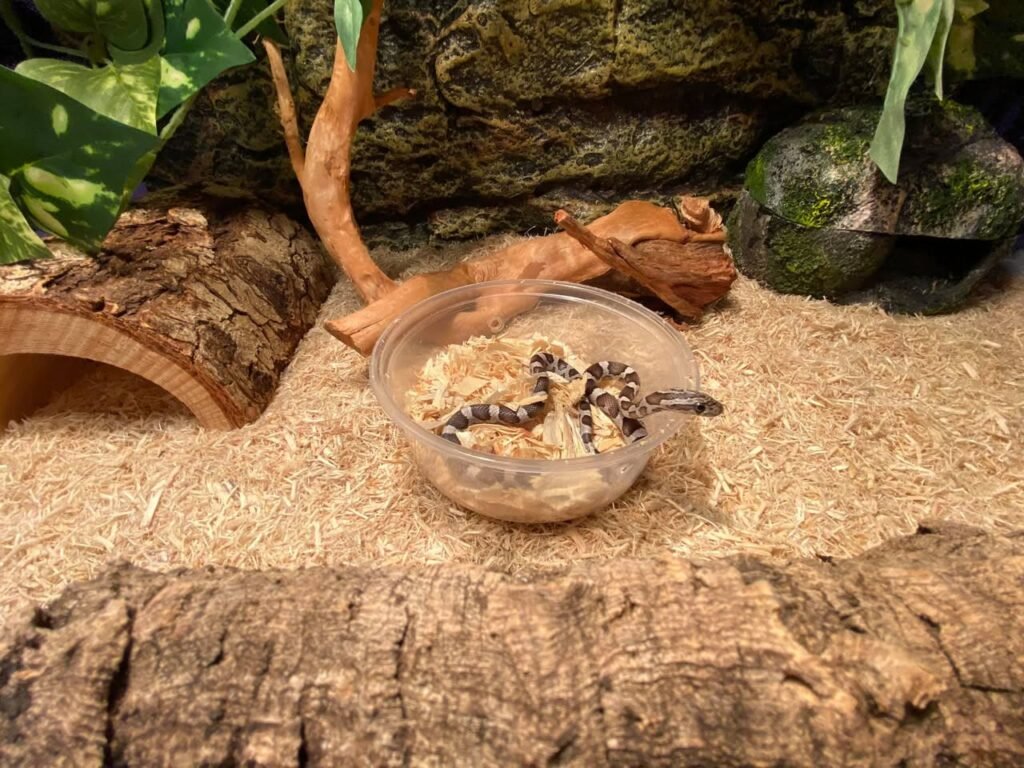 A small gecko rests in a clear feeding dish within a terrarium decorated with wood, moss, and tropical plants.