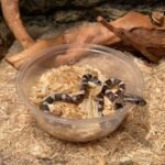 Silkworms nestled in a clear plastic bowl filled with mulberry leaves inside a bioactive enclosure.