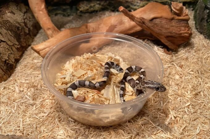 Silkworms nestled in a clear plastic bowl filled with mulberry leaves inside a bioactive enclosure.