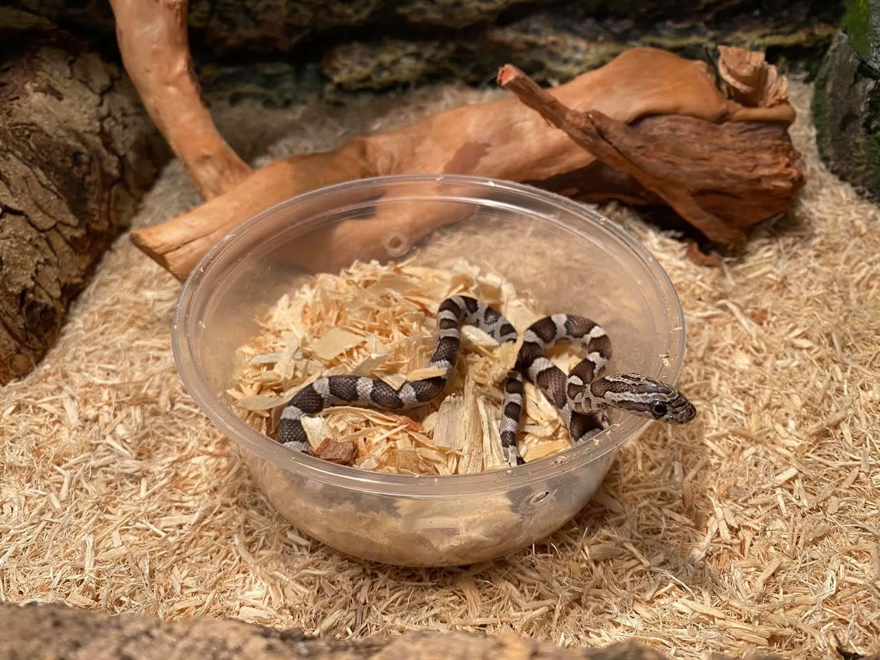 Silkworms nestled in a clear plastic bowl filled with mulberry leaves inside a bioactive enclosure.