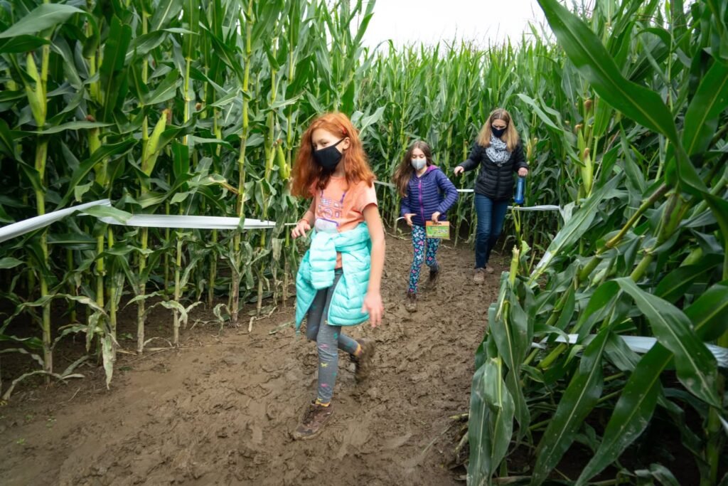 Visitors explore a tall cornfield with a narrow dirt path, surrounded by vibrant green corn plants.