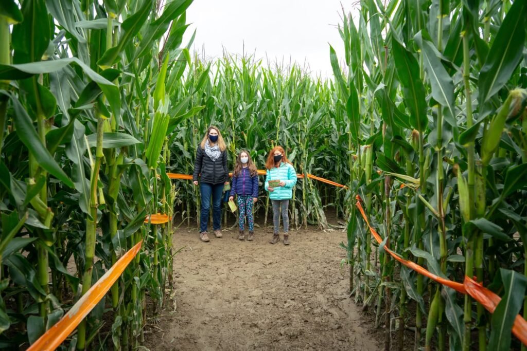A group stands in a marked corn maze, surrounded by lush, towering green corn stalks in an autumn setting.