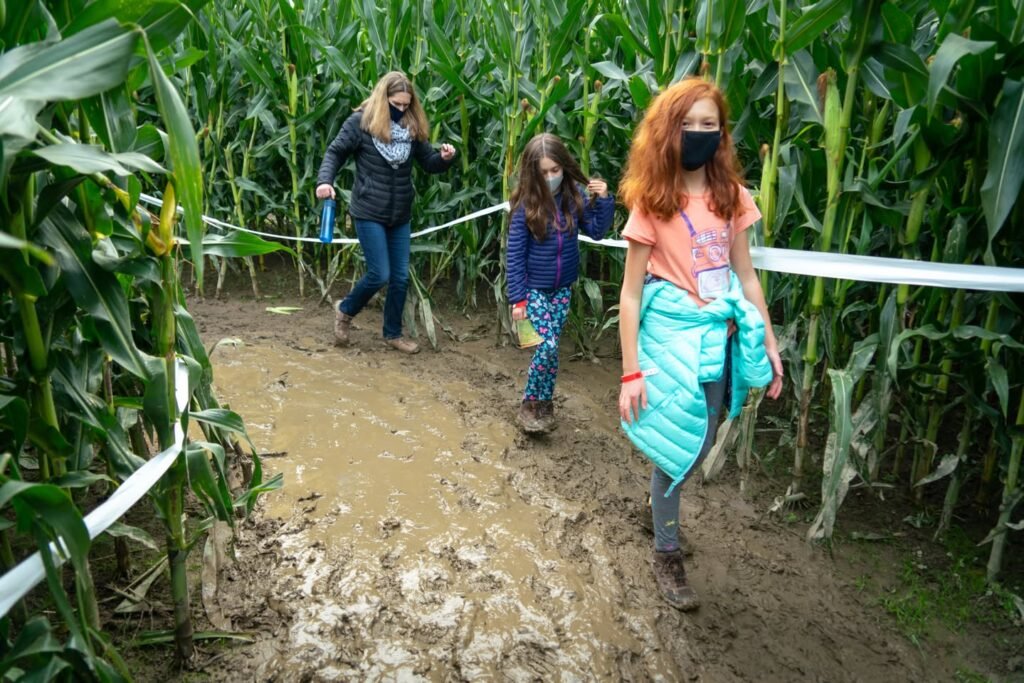 A group of people walking through a muddy path in a corn maze on a rainy day.