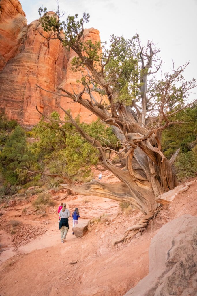 A hiker walks a trail near a large, twisted tree in a red rock landscape. The scene features rugged desert terrain