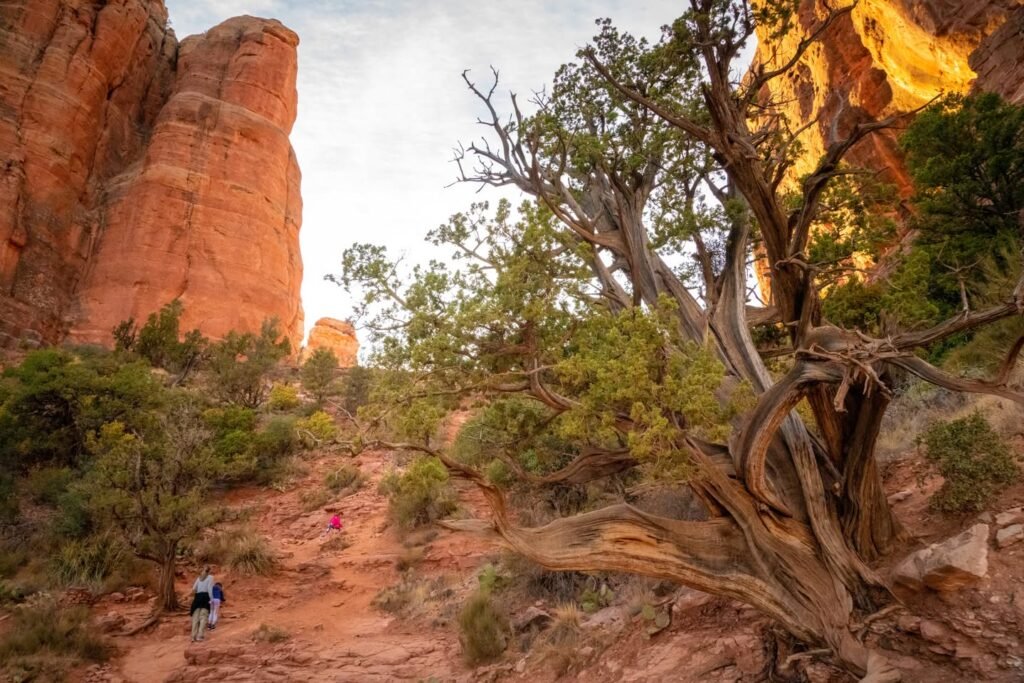 Hikers walking through a desert landscape with towering red rock formations and leafy desert trees under a partly cloudy sky.