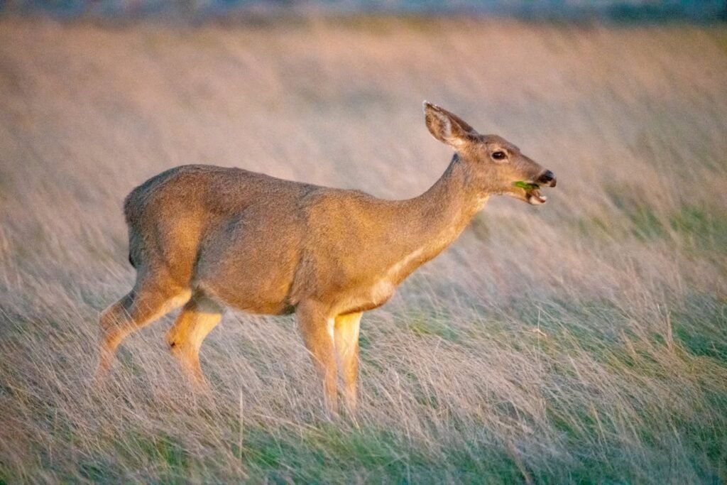 A close-up of a white-tailed deer with its head turned, set against a backdrop of soft, sunlit grass.