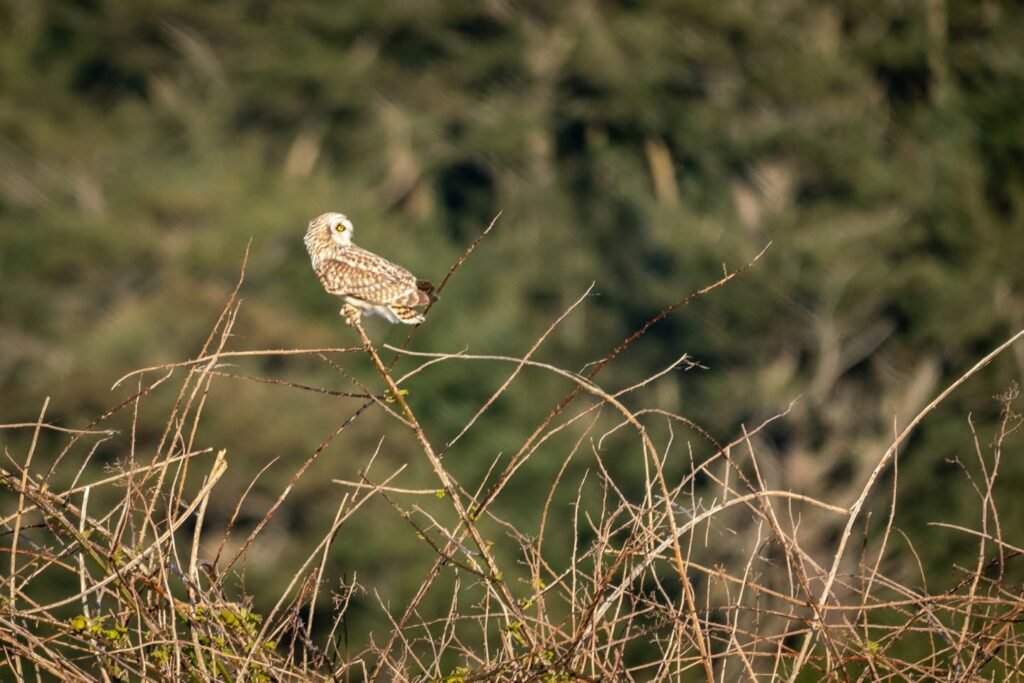 A small owl perched on a dry grass stem in a natural setting.