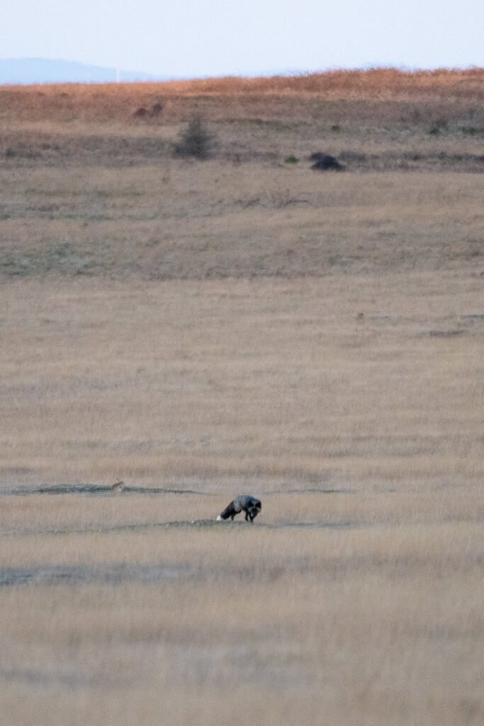A bird pecks through dry grass in a wide open field, with distant hills and warm light on the horizon.