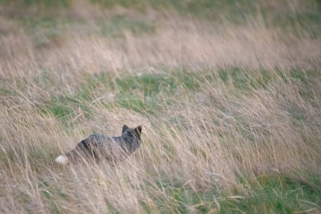 A small animal partially hidden in tall, mixed green and brown grass. The scene is slightly blurred, adding a sense of mystery.