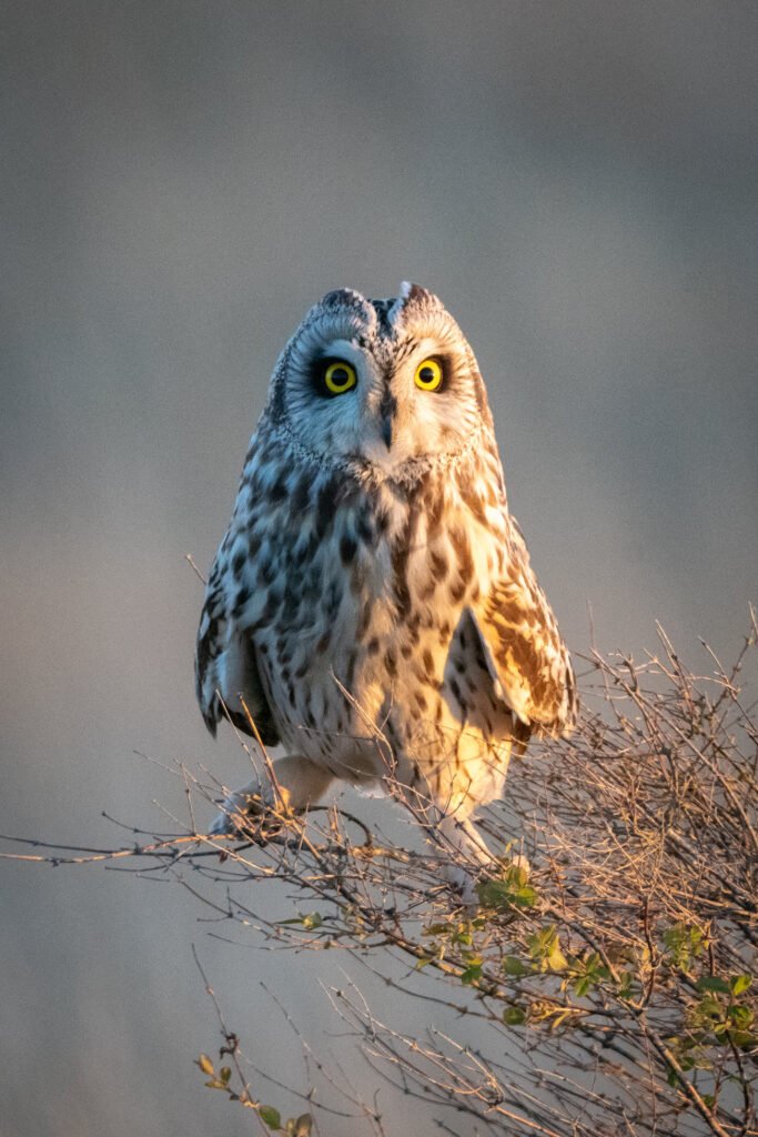 A Northern Saw-whet Owl perched on a branch with warm golden sunlight. A close-up view captures its feathered details against a hazy sky.