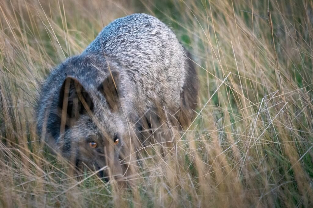 A small wild mammal blends into dry meadow grass, showcasing natural camouflage.