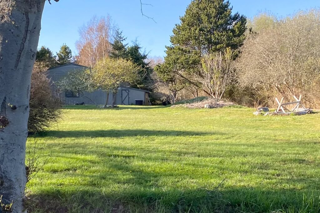 A series of photos showing the green spring grass and blooming trees at our rural yard in upstate California. The sunny days make everything come alive.