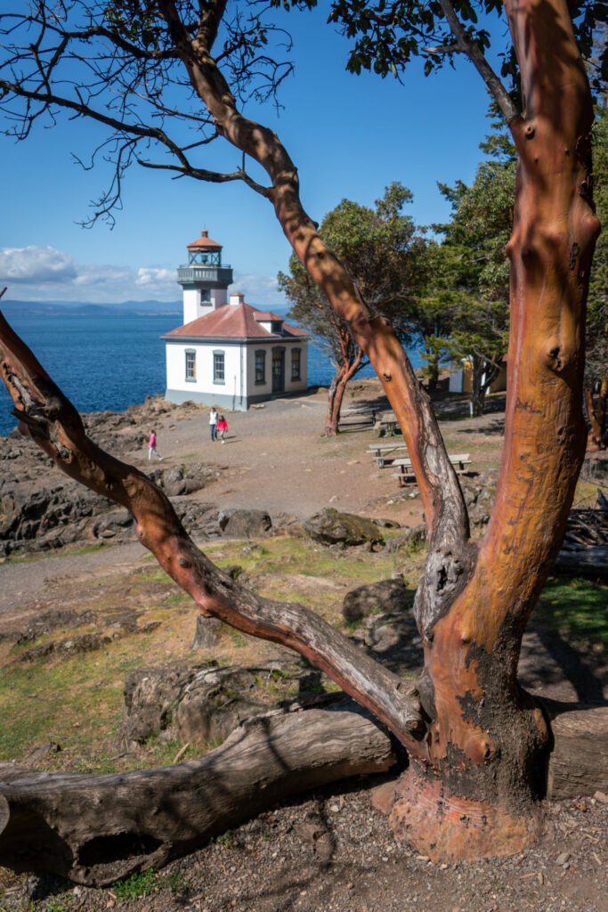 A scenic view of a coastal lighthouse viewed through the branches of a tall tree. The bright blue sky and ocean are visible in the background.
