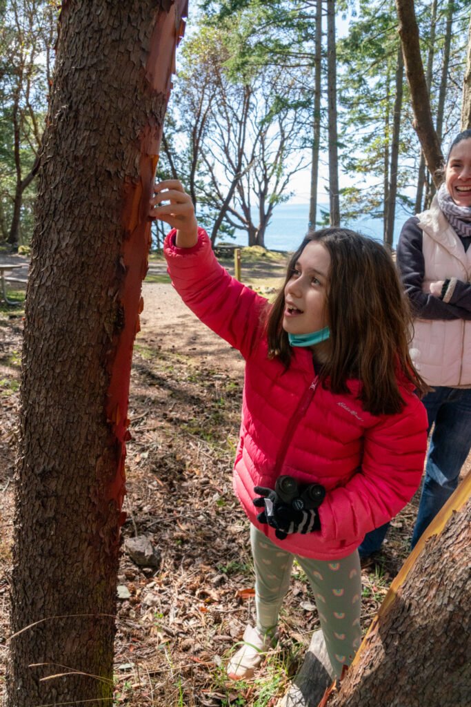A person in a bright red jacket peels bark from a tree trunk while others watch. The scene captures a close-up of the reddish inner bark against green forest foliage.
