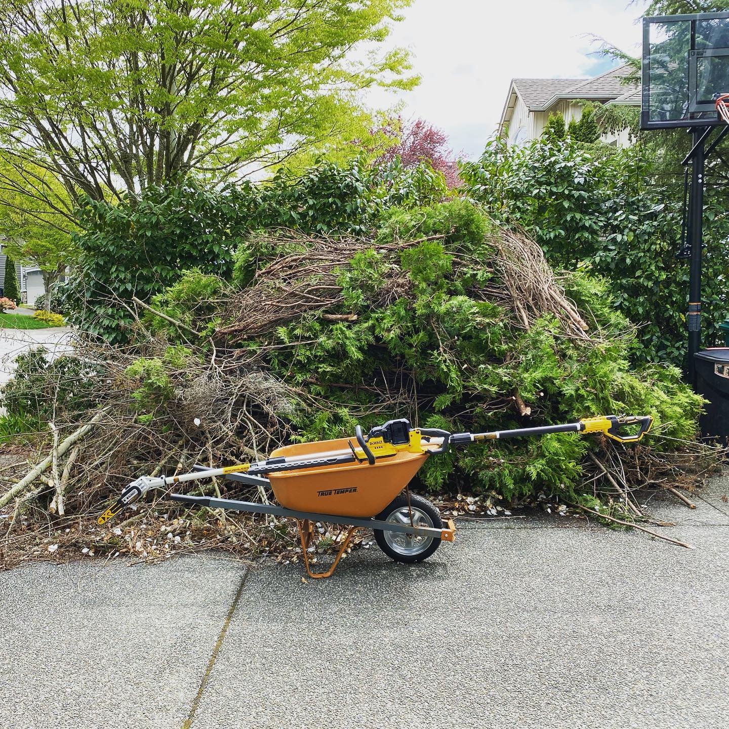 Spring Pruning Pile An orange wheelbarrow-style yard waste wagon with a shredder attachment sits in front of a large pile of fresh green branches.
