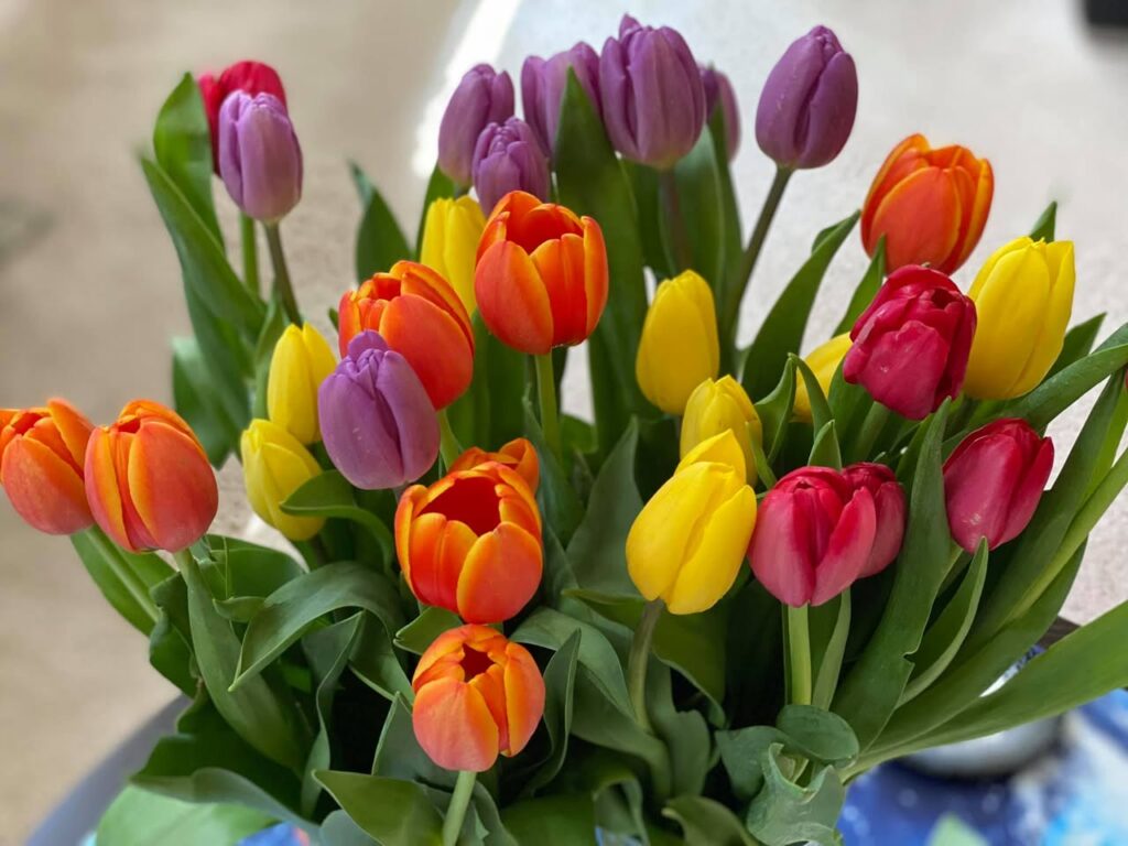 A colorful bouquet of tulips featuring petals in purple, red, orange, and yellow. The vibrant flowers are arranged together with green stems.
