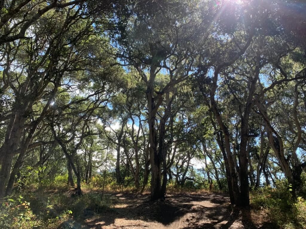 A view through tall forest trees with sunlight filtering through the leaves, showing a natural pathway on the forest floor.