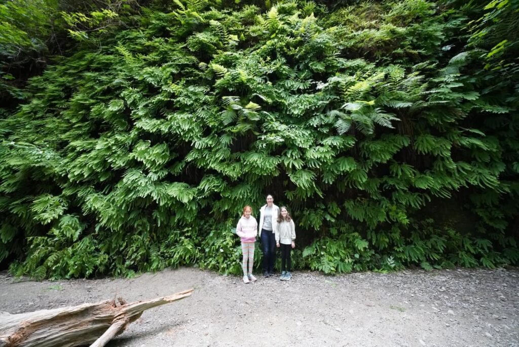 A group of people standing on a gravel path in front of lush green ferns.