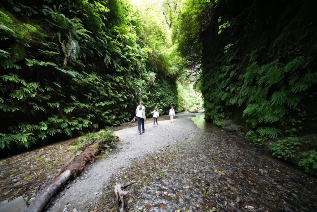 A gravel hiking trail winds through a narrow, lush forest canyon with tall tree walls on both sides.