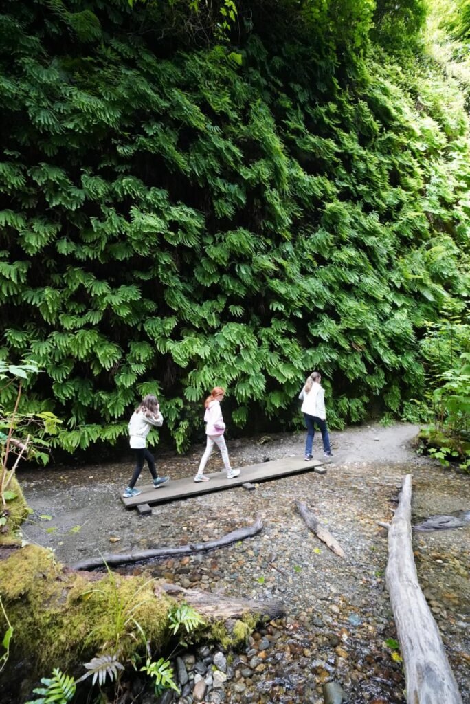 People traverse a lush, green forest trail in the Pacific Northwest, surrounded by dense vegetation and moss.