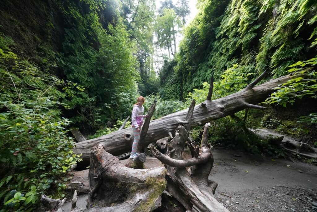 A person standing on a large fallen tree in a lush Pacific Northwest canyon. The scene is surrounded by towering evergreens and dense vegetation.