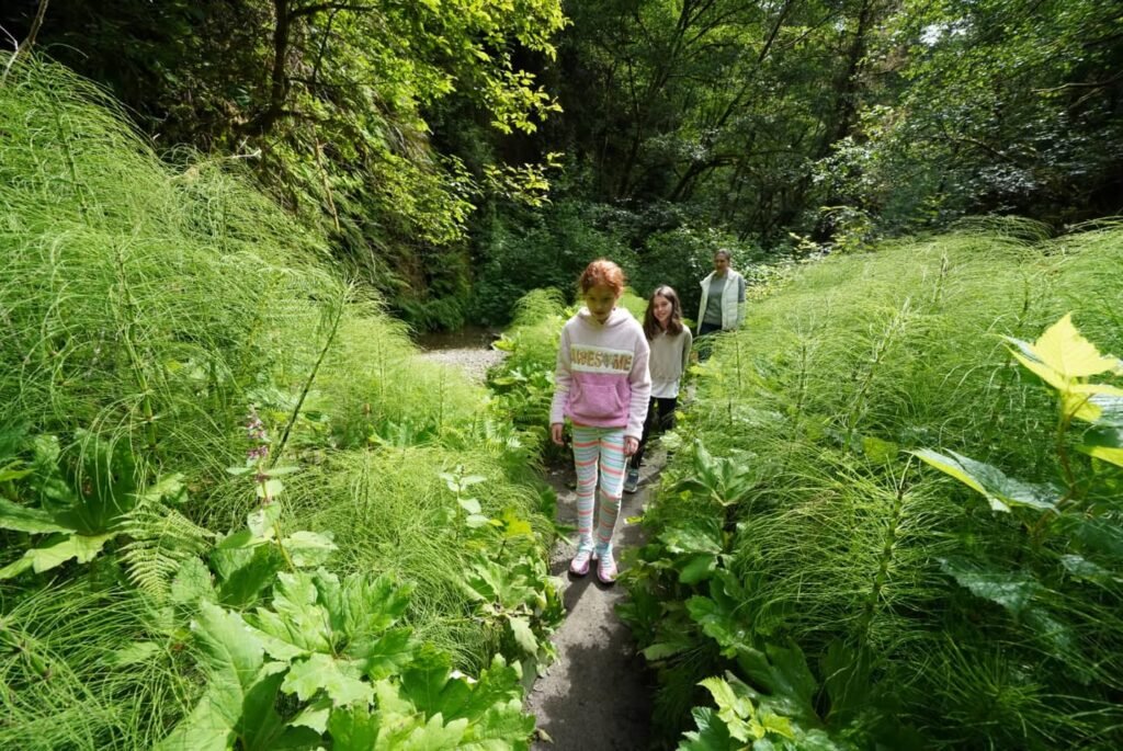 A person walks a narrow garden path surrounded by tall green foliage.