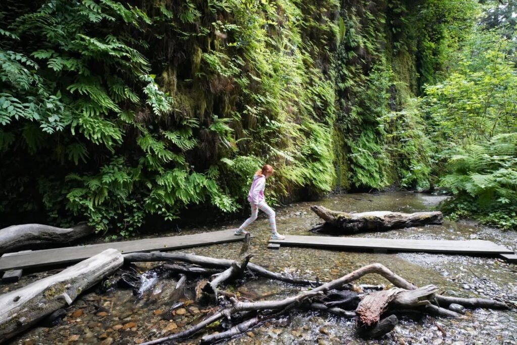 A hiker crosses a log bridge over a creek in a dense, green forest, surrounded by mossy logs and ferns.