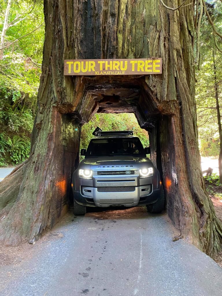A unique photo spot where visitors can drive their vehicles through a preserved tree cavity.