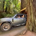 A silver SUV with passengers parked closely beside a very large tree on a forest road, showing the massive scale of the trunk against a dense green forest.