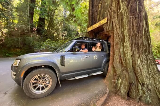A silver SUV with passengers parked closely beside a very large tree on a forest road, showing the massive scale of the trunk against a dense green forest.