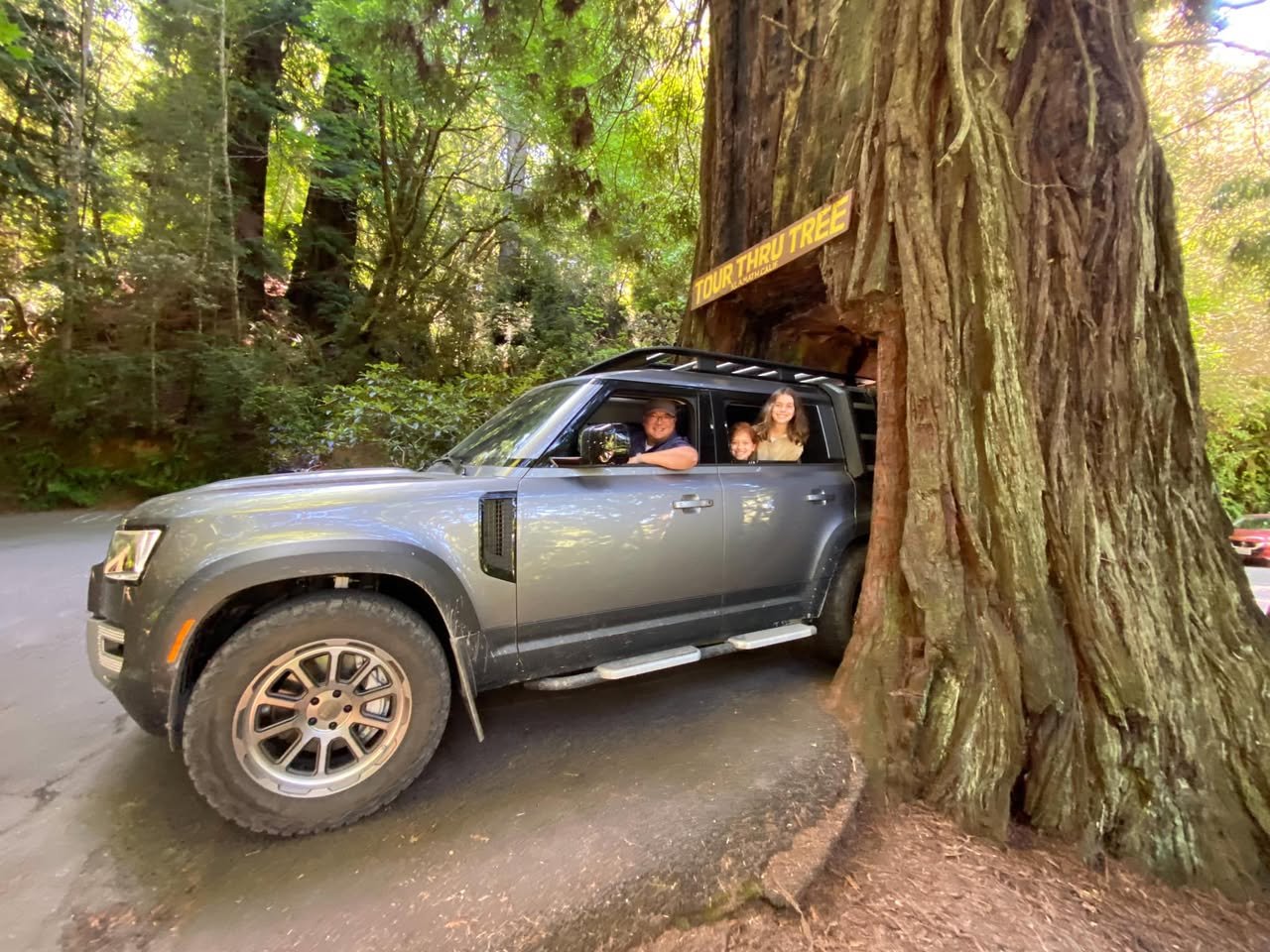A silver SUV with passengers parked closely beside a very large tree on a forest road, showing the massive scale of the trunk against a dense green forest.
