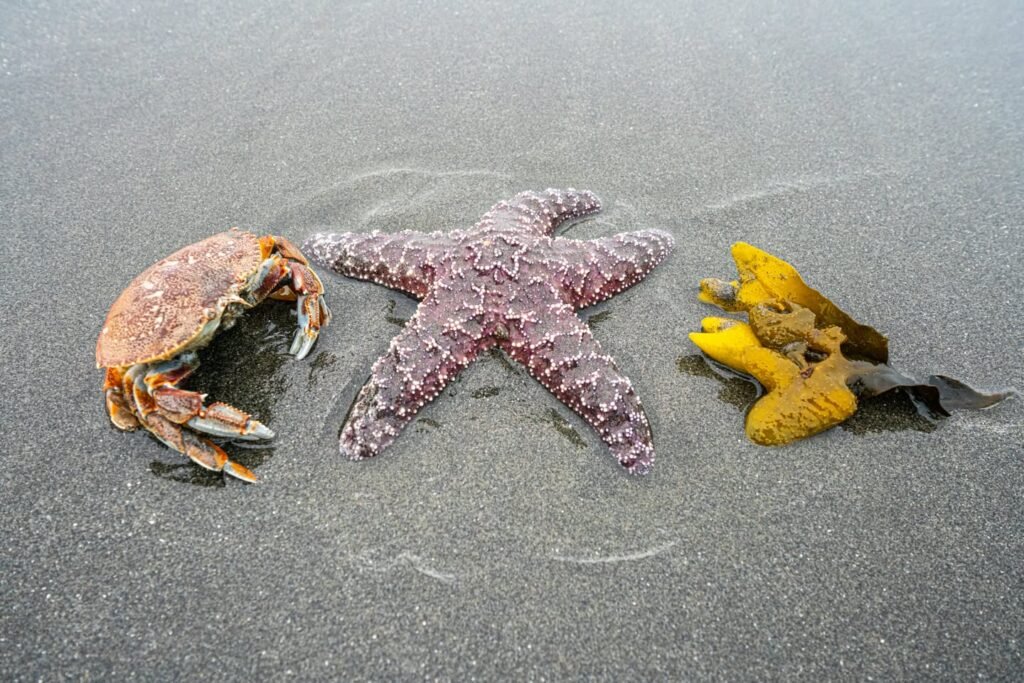 A beach scene with a crab, a starfish, and a sea cucumber arranged to look like a smiling face in the sand. A close-up detail view of the starfish and crab is shown in the bottom sections.