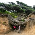 Ruby Beach Two people from behind embrace the massive base of an ancient seaside tree with sprawling roots.