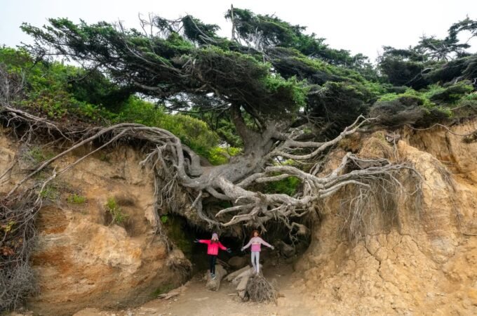Two people from behind embrace the massive base of an ancient seaside tree with sprawling roots.