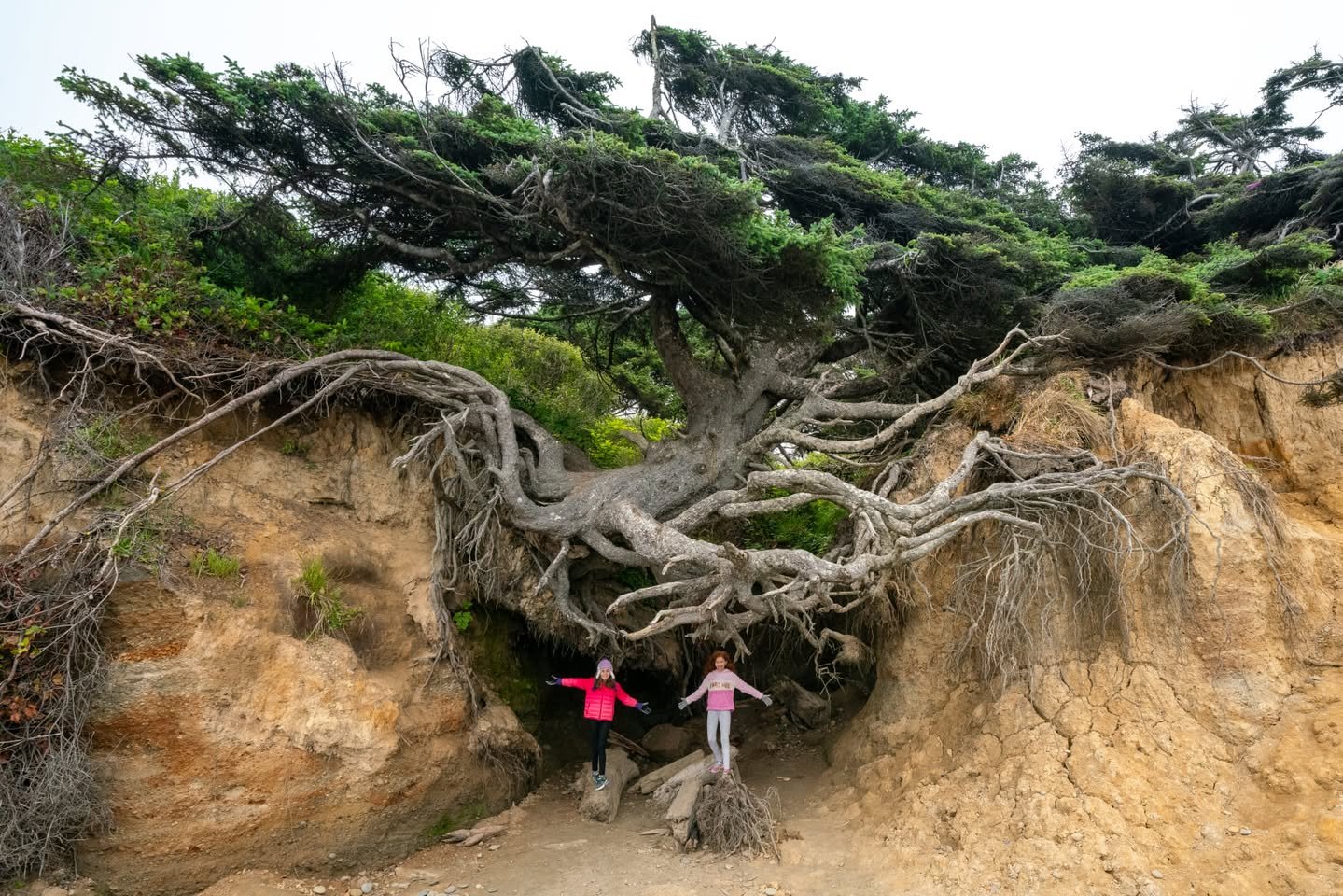 Two people from behind embrace the massive base of an ancient seaside tree with sprawling roots.