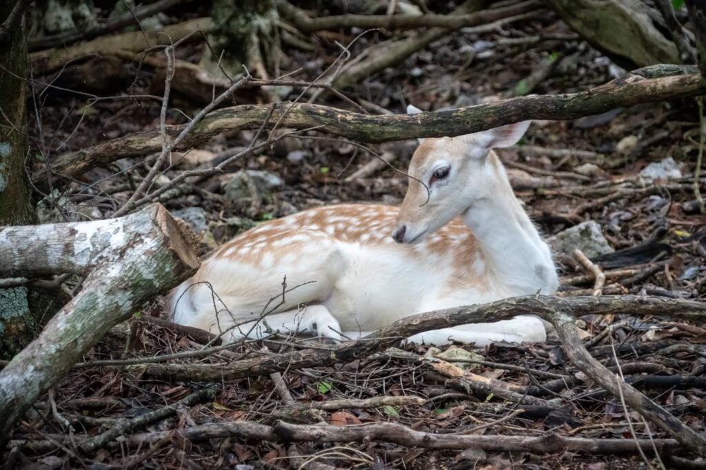 A deer leaps energetically through a forested area, captured in multiple frames.