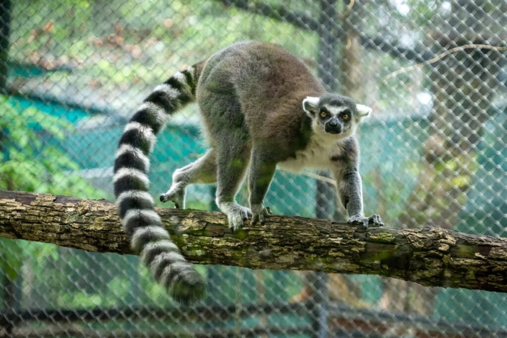 A ring-tailed lemur walking on a branch in an enclosed habitat, with a blurred background.