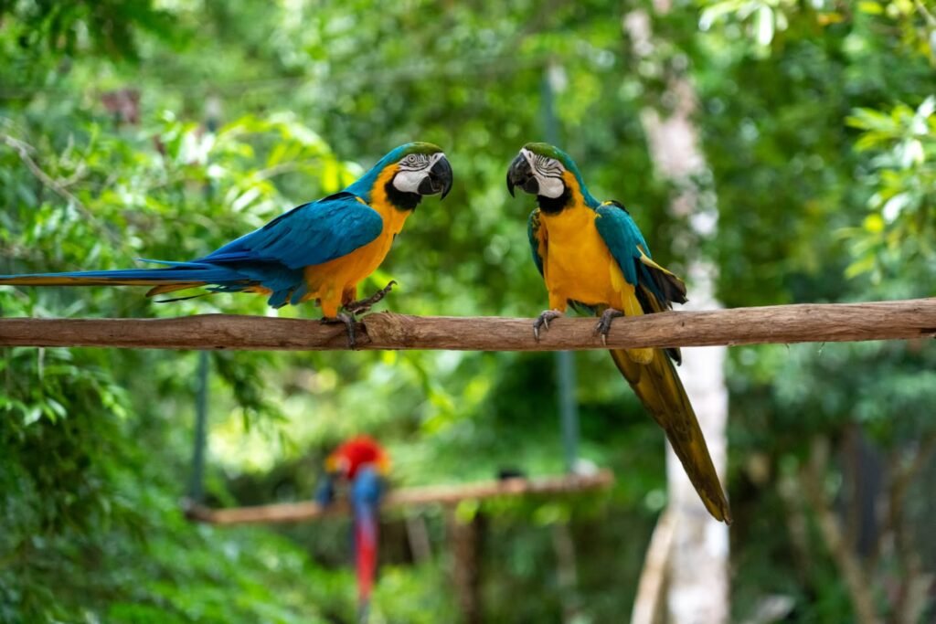 Two vibrant blue and yellow macaws perched on a natural branch in a green, leafy environment.