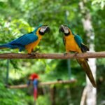 Tulum Vacation Home Two vibrant blue and yellow macaws perched on a natural branch in a green, leafy environment.