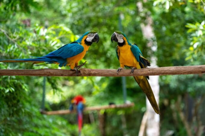 Two vibrant blue and yellow macaws perched on a natural branch in a green, leafy environment.