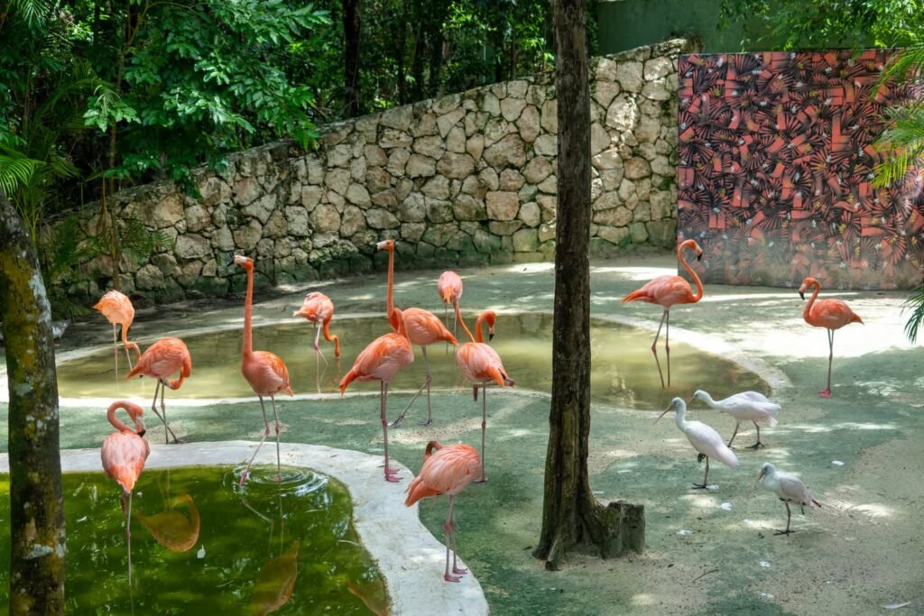 A flock of vibrant pink flamingos wade through a pond surrounded by lush greenery and a stone wall. White cranes stand nearby in the enclosure.