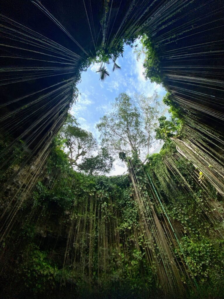 A radial perspective looking up through a lush rainforest, with beams of sunlight filtering through the canopy against a blue sky.
