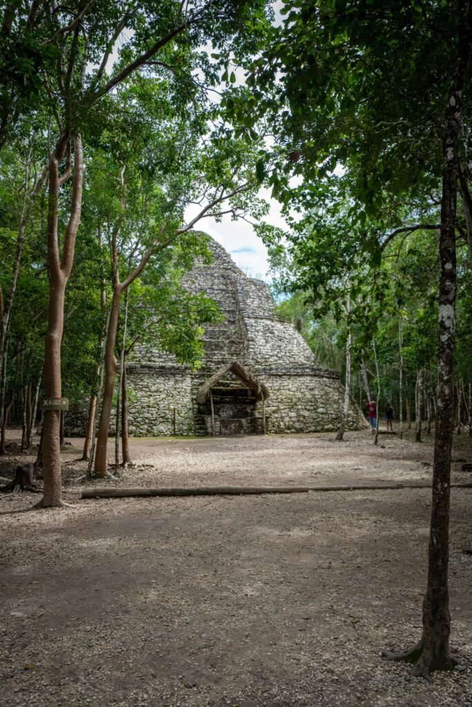 A traditional stone pagoda is nestled among tall, thin trees in a tropical forest setting.