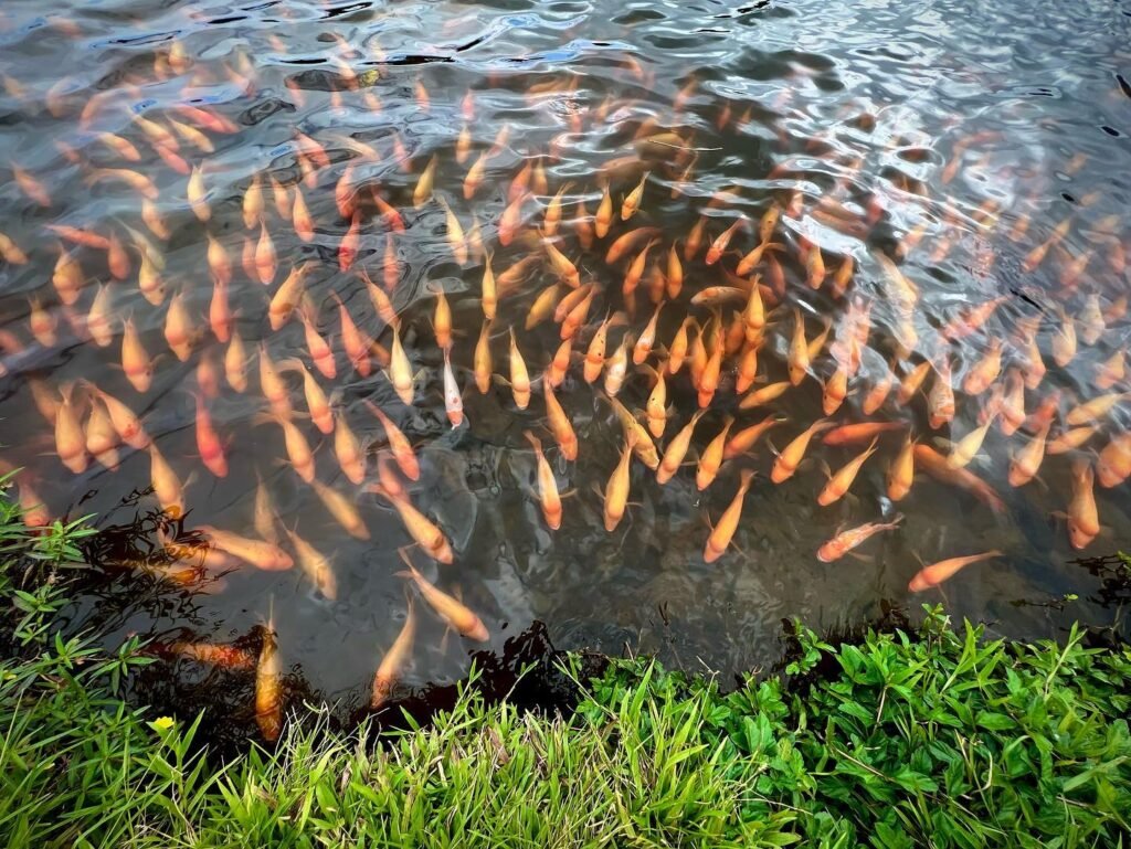 A large school of salmon swimming in a shallow, clear river with green grass along the banks.
