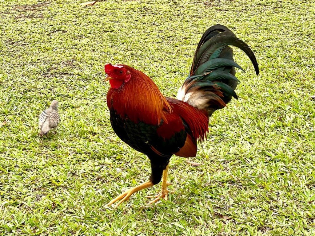 A vibrant rooster with red and blue feathers struts on a green lawn.