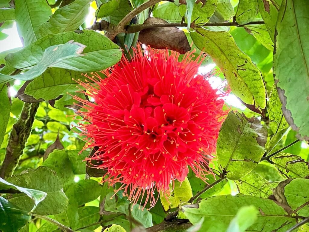Bright red powderpuff flowers blooming among lush green leaves in close-up photo details.