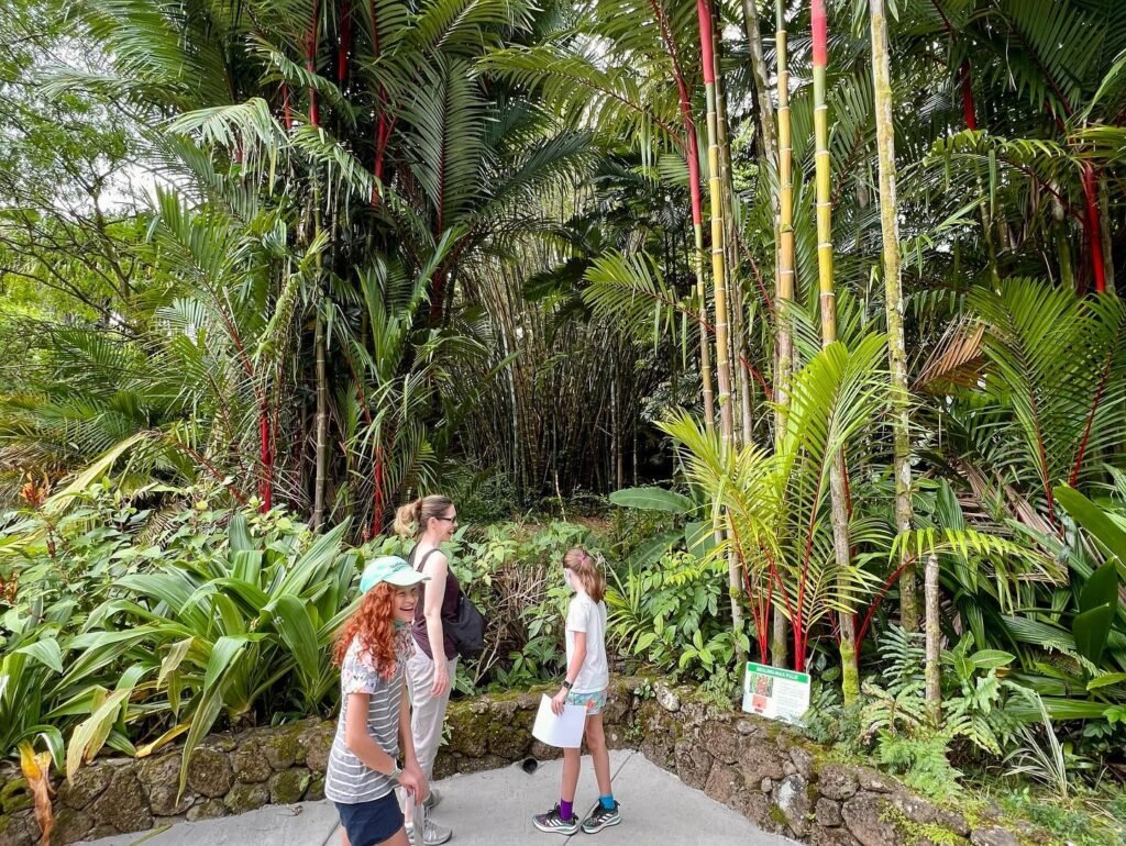 Visitors walk along a paved path in a botanical garden filled with tall palms, vibrant greenery, and red-stemmed plants.
