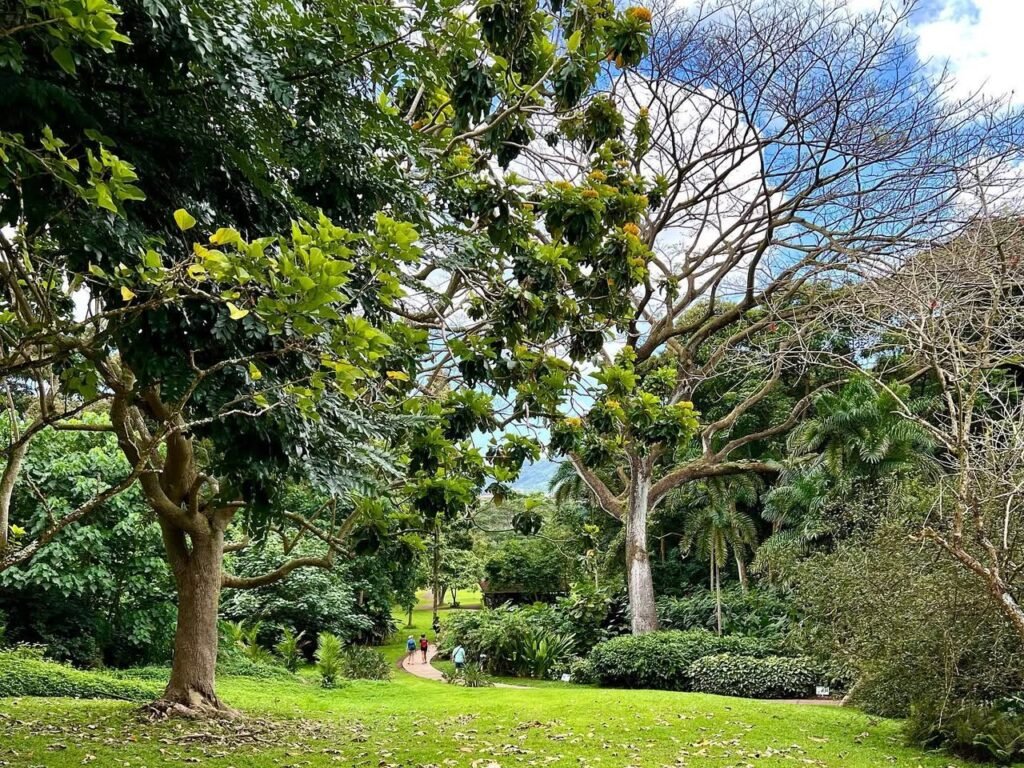 A beautiful view of a lush tropical garden with diverse trees, manicured lawns, and a serene atmosphere.