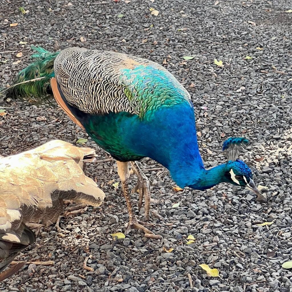 A colorful peacock with vibrant blue and green plumage forages on a gravel path during an outdoor excursion.