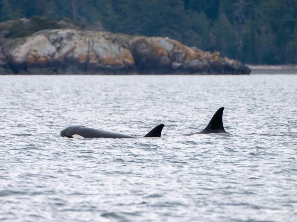 Orca Pod Swimming in Pacific Northwest Waters